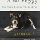 Image for article titled No Such Thing as an 'Average Dog': How Pups Get Their Personalities
